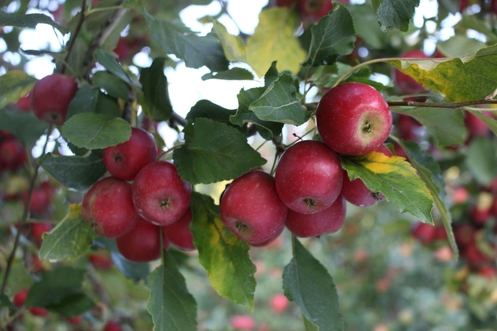 （家庭用）ひめりんご（アルプス乙女）1kg - 木戸脇果樹園