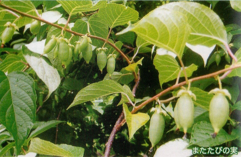
                  
                    またたびの実（生・どんぐり型・無農薬栽培・飛騨産）　500g - 木戸脇果樹園
                  
                