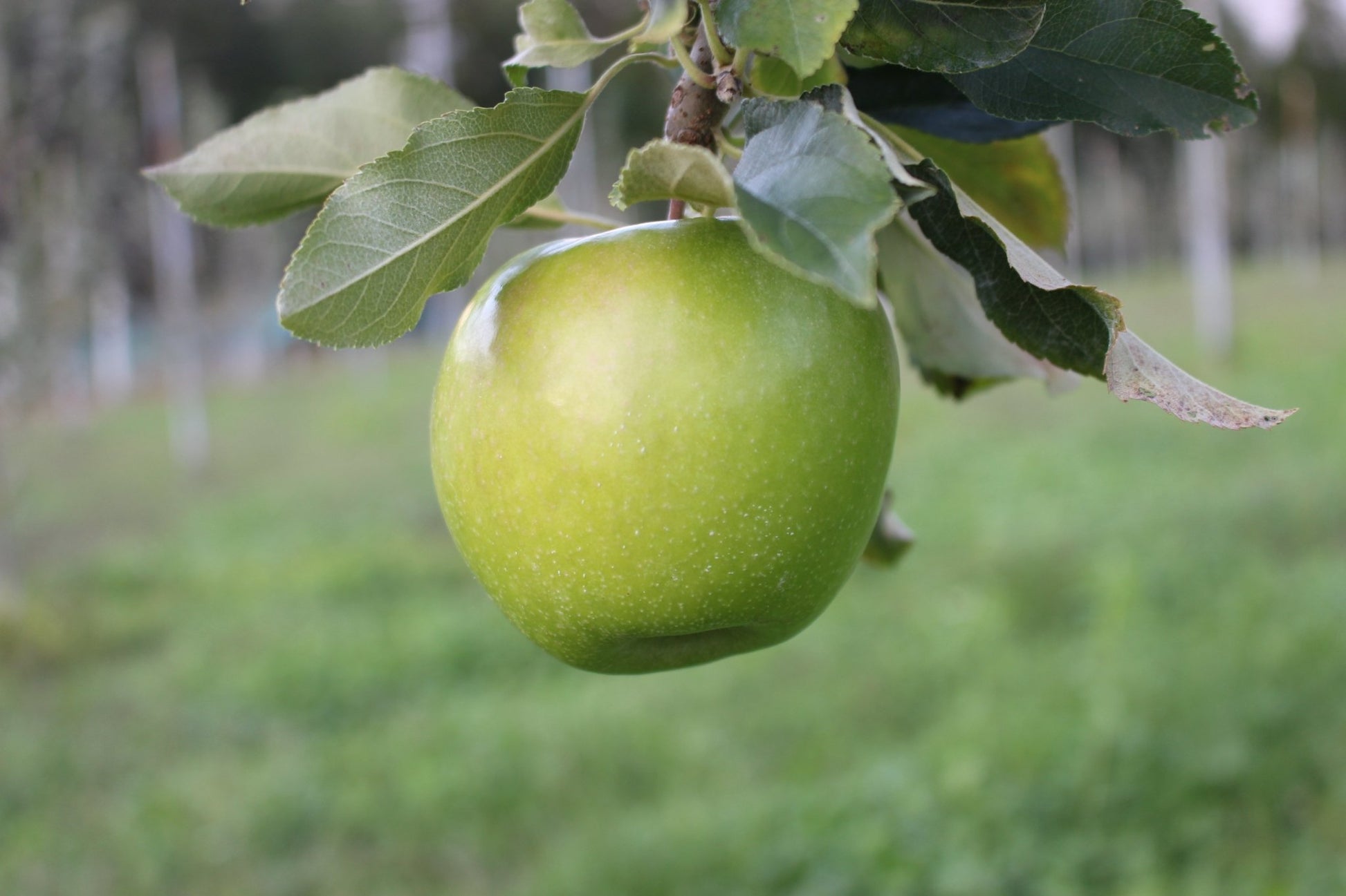 Cidre 飛騨（シードル飛騨）辛口・甘口 2本セット - 木戸脇果樹園