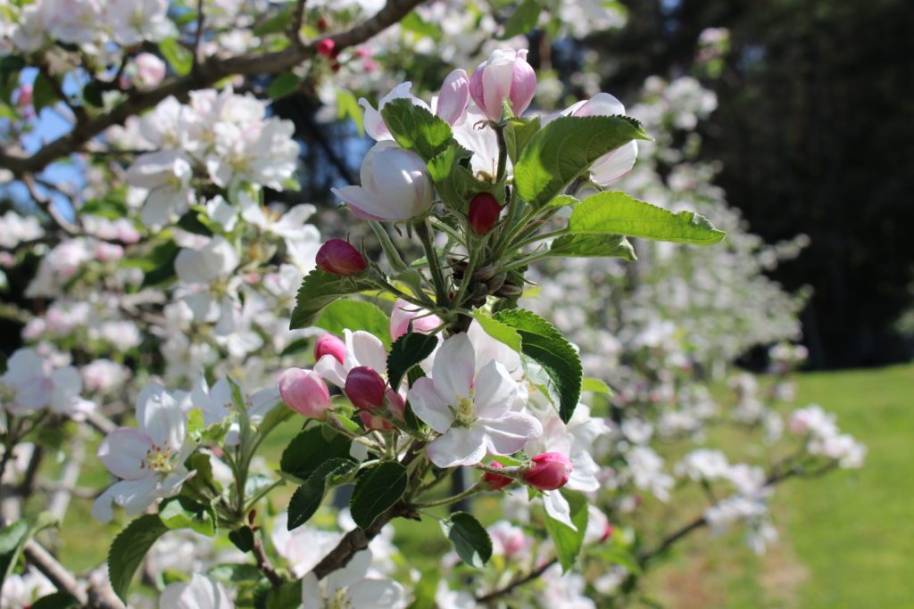 Cidre 飛騨（シードル飛騨）辛口・甘口 2本セット - 木戸脇果樹園